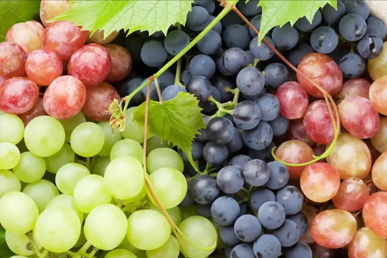 Quando raccogliere l'uva? Ecco il periodo perfetto Quando raccogliere l'uva? Ecco il periodo perfetto