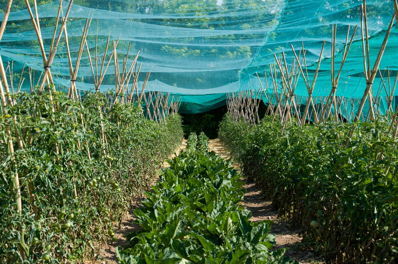 Come proteggere il giardino dal caldo estremo: consigli dei vivaisti Come proteggere il giardino dal caldo estremo: consigli dei vivaisti
