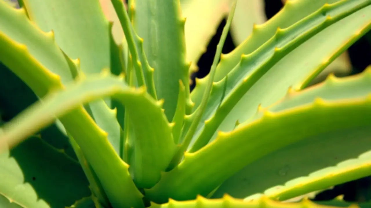 Bere aloe vera: ecco i benefici che pochi conoscono Bere aloe vera: ecco i benefici che pochi conoscono