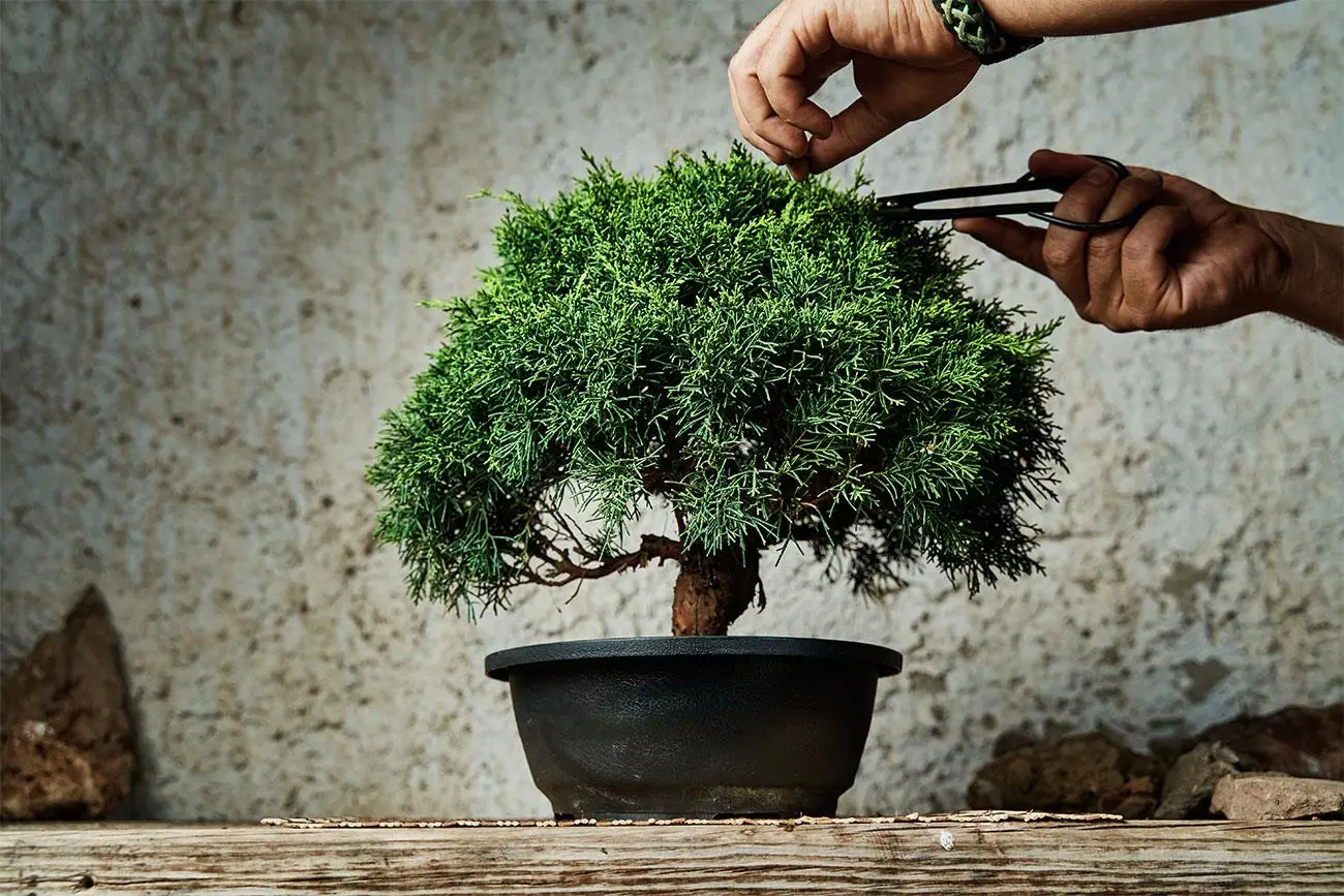 Bonsai da interno: le specie più facili per chi inizia ora Bonsai da interno: le specie più facili per chi inizia ora