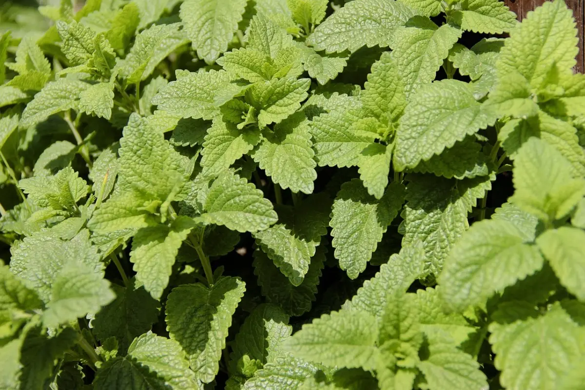 La pianta che tiene lontane le zanzare e cresce anche in vaso: perfetta per il balcone La pianta che tiene lontane le zanzare e cresce anche in vaso: perfetta per il balcone