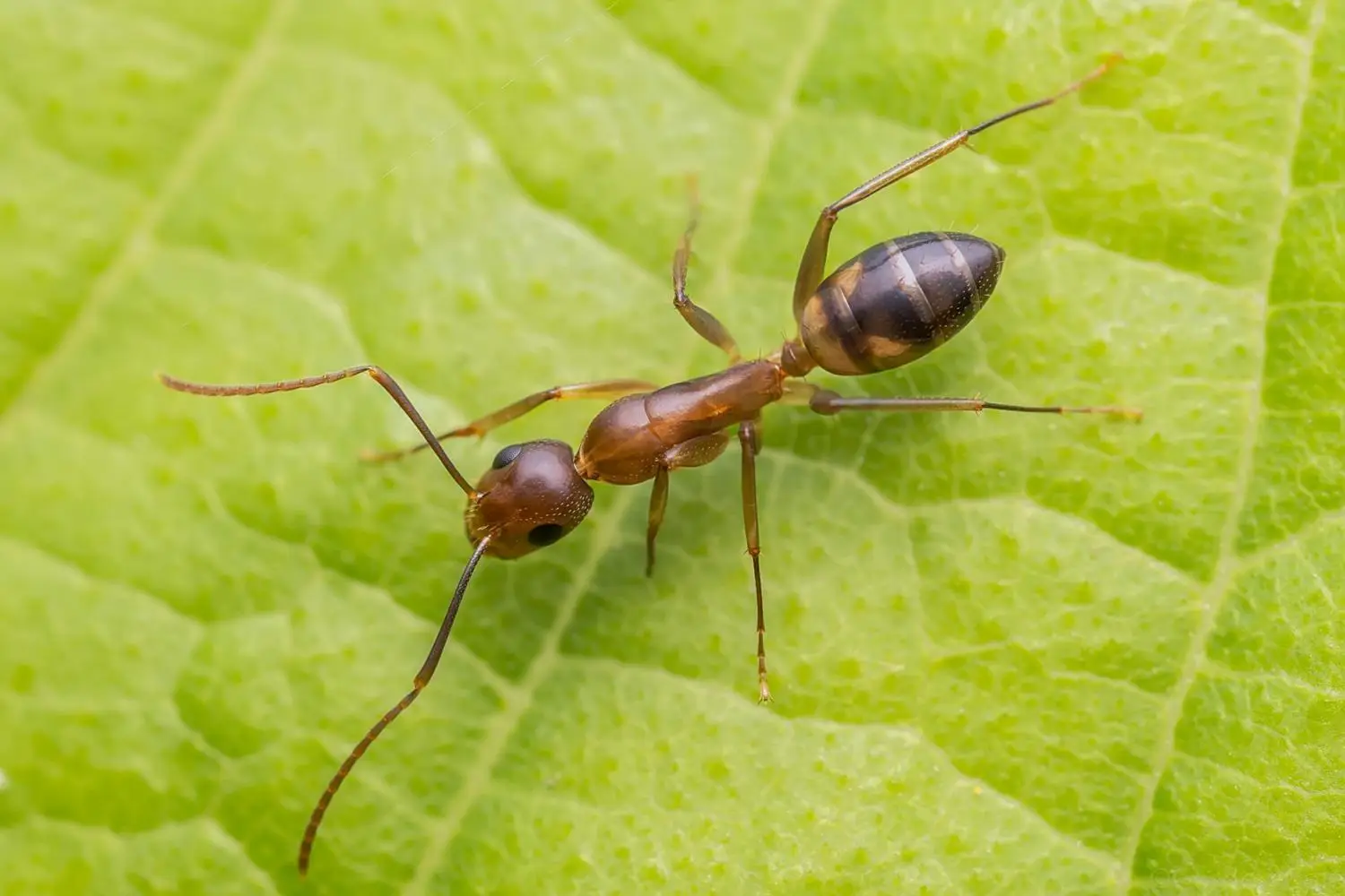 Il rimedio naturale contro le formiche in giardino: lo usano anche nei parchi pubblici Il rimedio naturale contro le formiche in giardino: lo usano anche nei parchi pubblici