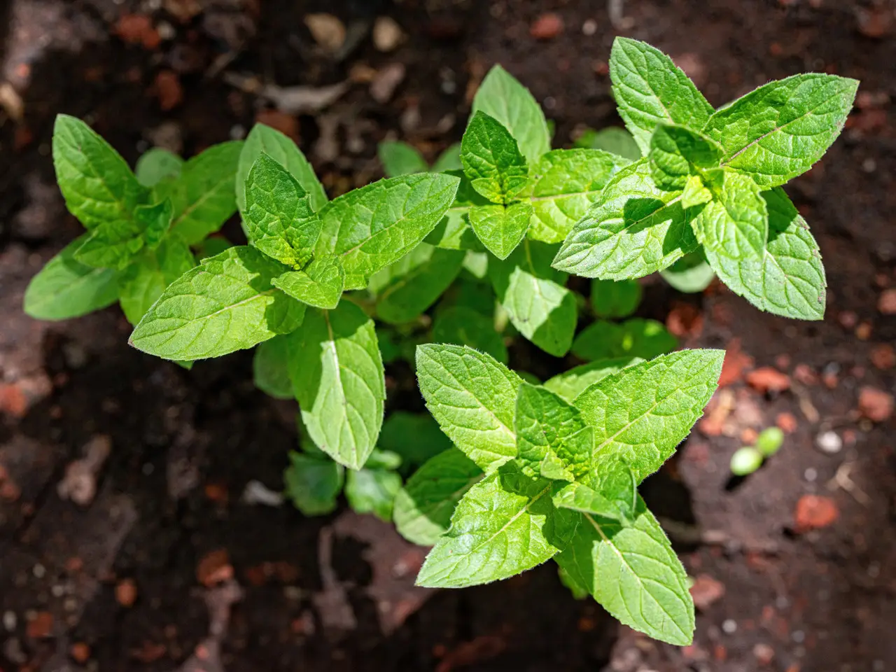 Come coltivare menta in vaso e non farla mai seccare Come coltivare menta in vaso e non farla mai seccare