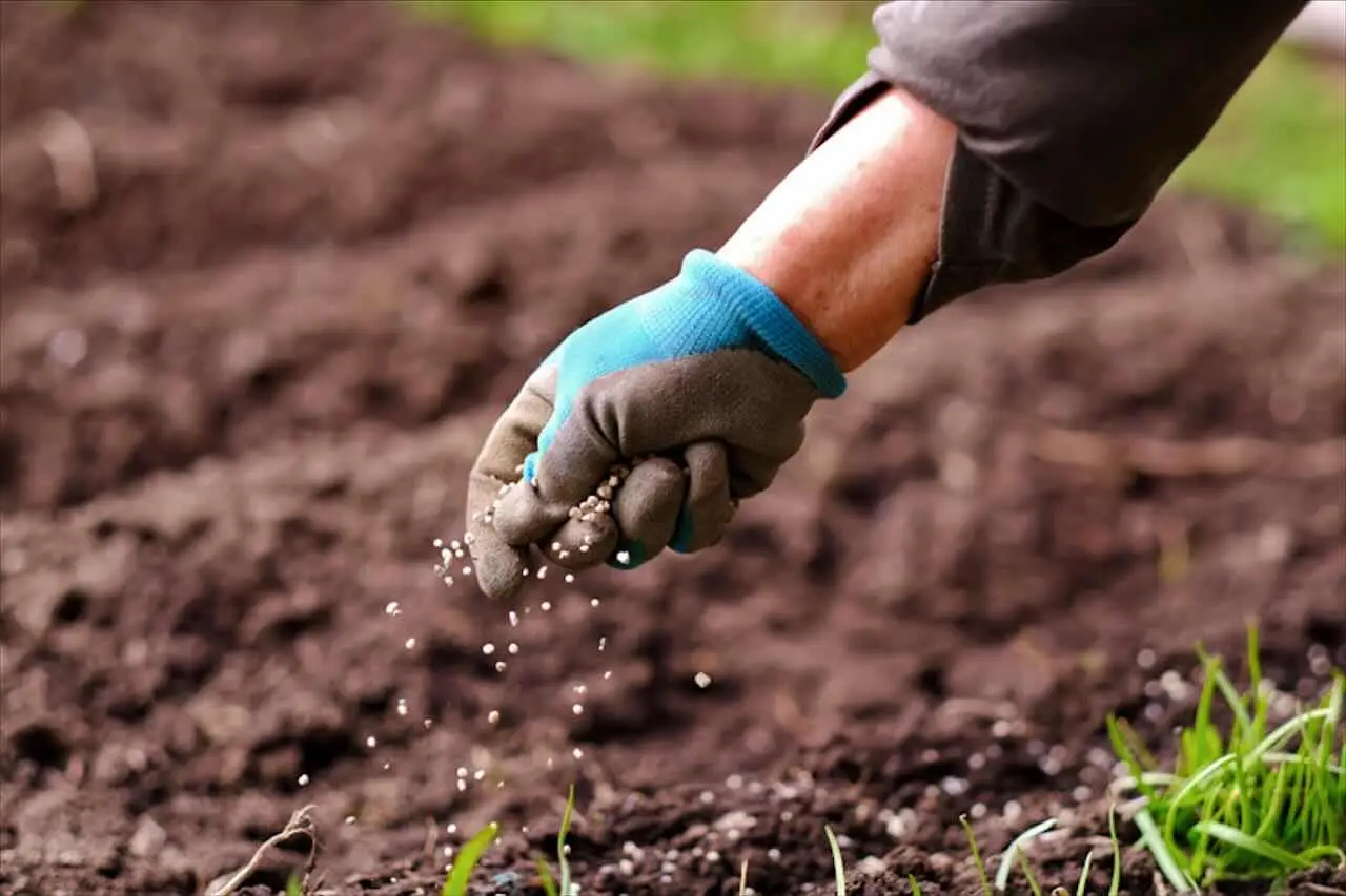 Il fertilizzante naturale che fa esplodere la fioritura: lo trovi in cucina Il fertilizzante naturale che fa esplodere la fioritura: lo trovi in cucina