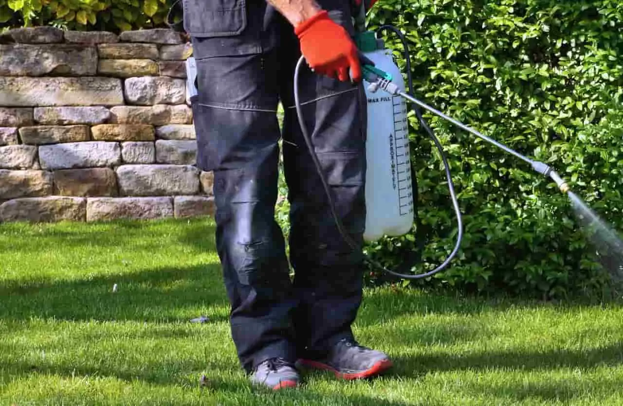 Diserbante biologico fai-da-te: guida pratica contro le erbacce del giardino estivo Diserbante biologico fai-da-te: guida pratica contro le erbacce del giardino estivo