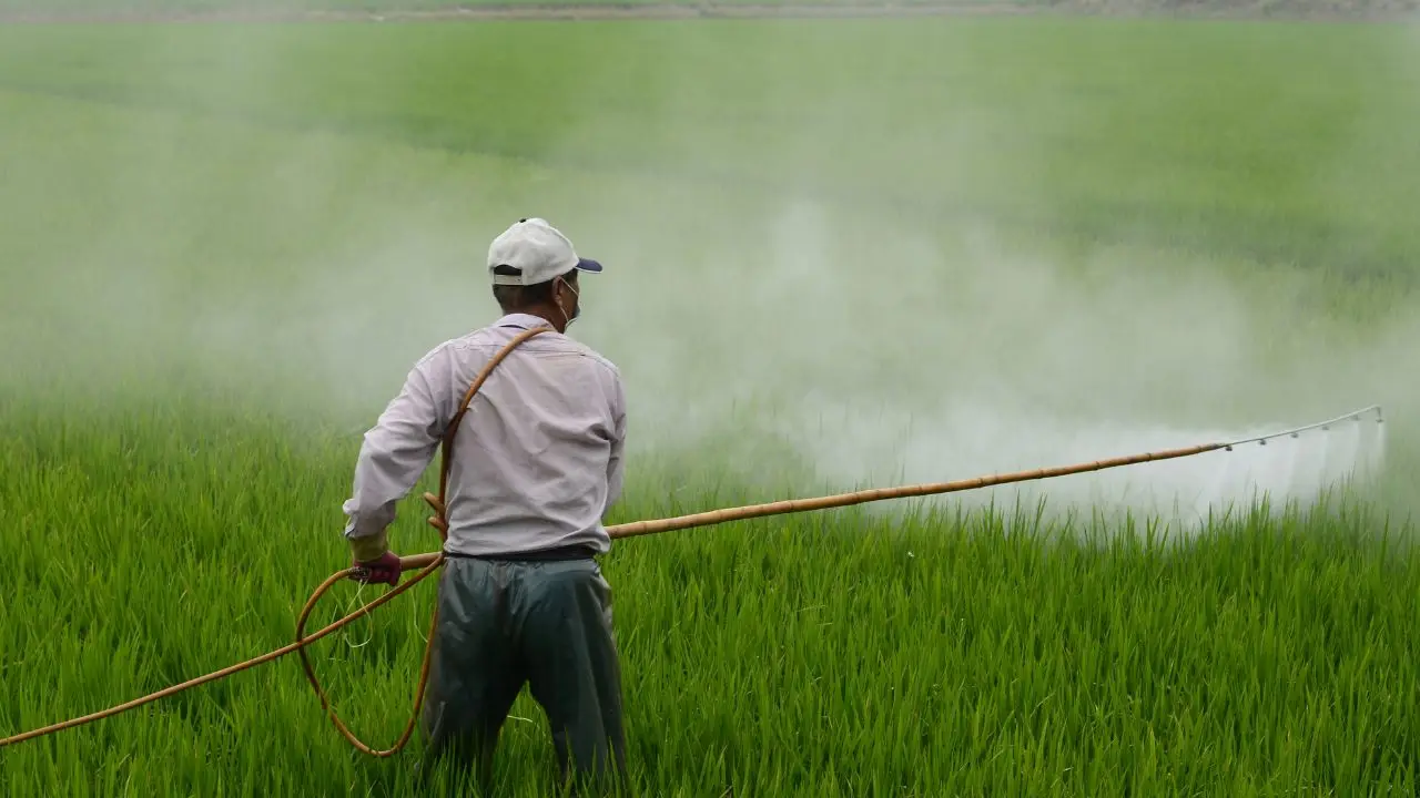 Diserbante biologico fai-da-te: guida pratica contro le erbacce del giardino estivo Diserbante biologico fai-da-te: guida pratica contro le erbacce del giardino estivo