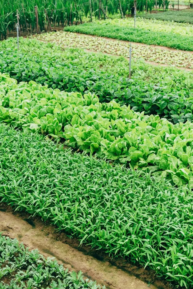 Elimina i parassiti dall’orto in modo naturale: ecco la soluzione rapida ed economica Elimina i parassiti dall’orto in modo naturale: ecco la soluzione rapida ed economica
