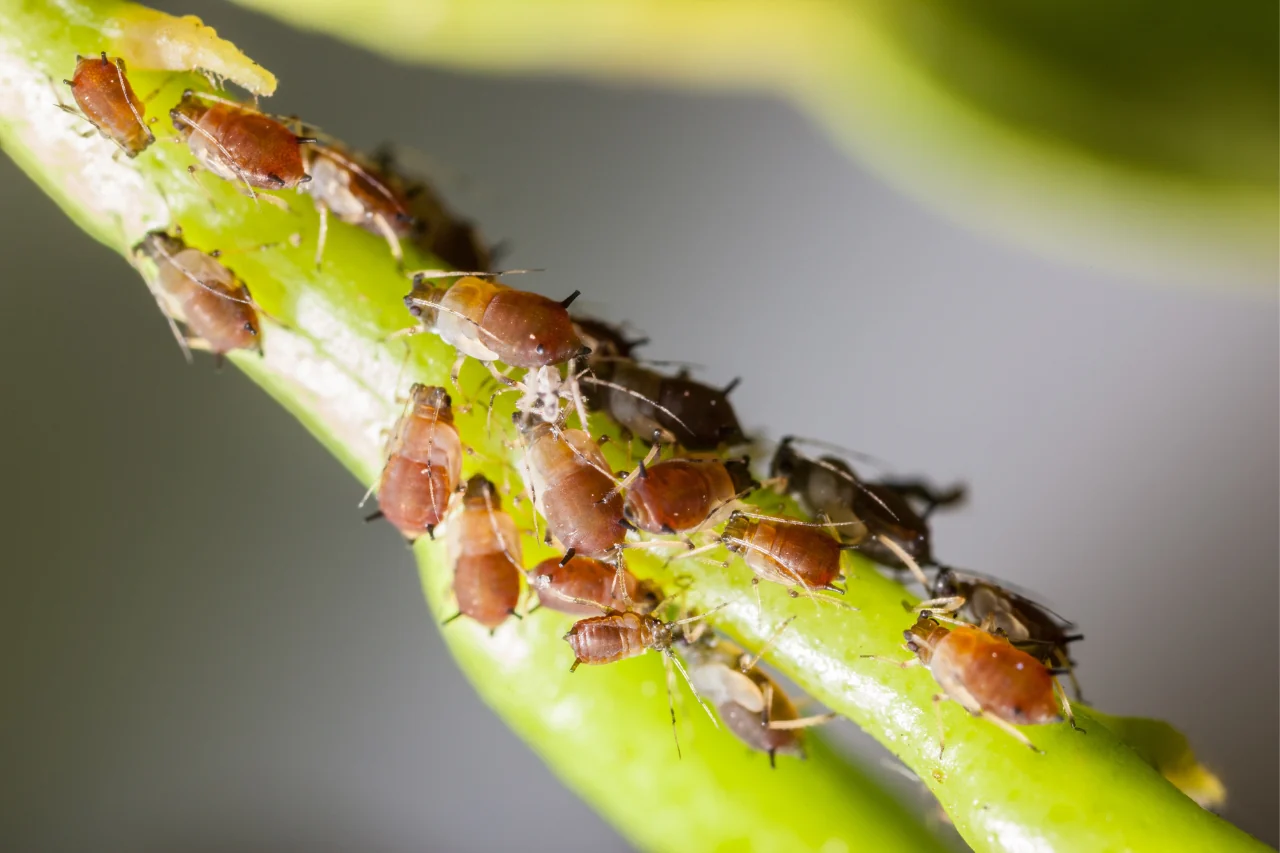 Allerta parassiti sulle piante: ecco i più pericolosi Allerta parassiti sulle piante: ecco i più pericolosi
