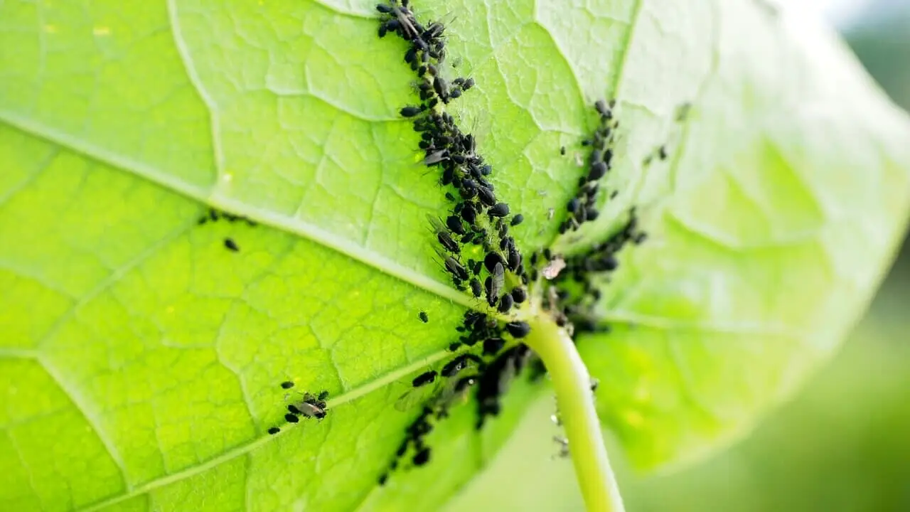 Allerta parassiti sulle piante: ecco i più pericolosi Allerta parassiti sulle piante: ecco i più pericolosi