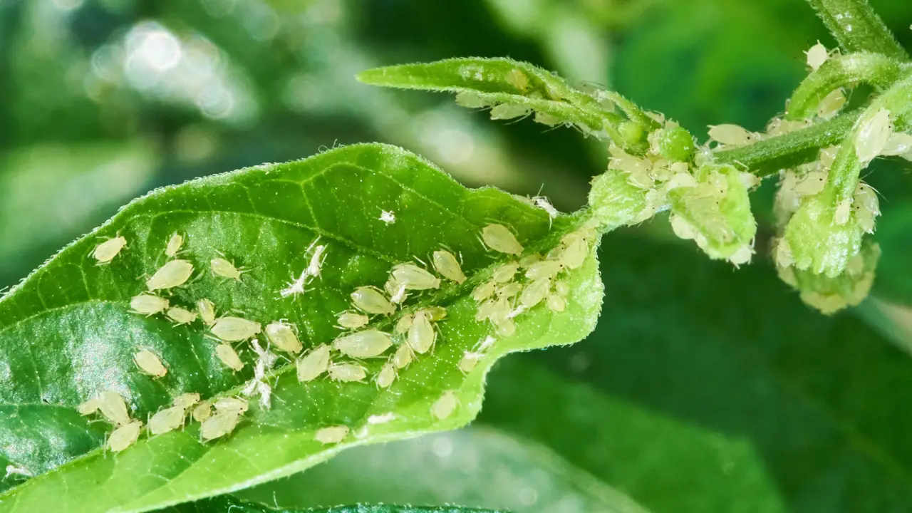 Allerta parassiti sulle piante: ecco i più pericolosi Allerta parassiti sulle piante: ecco i più pericolosi