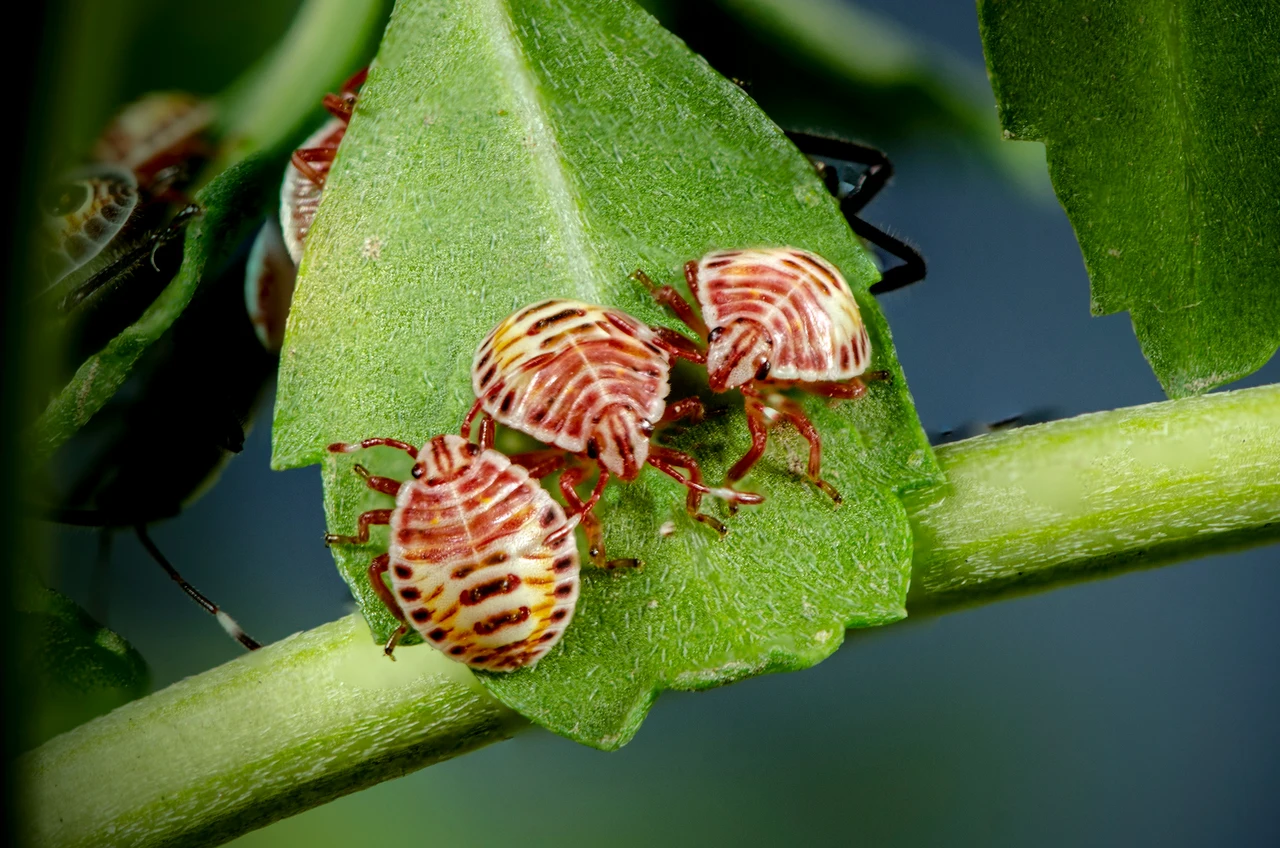 Allerta parassiti sulle piante: ecco i più pericolosi Allerta parassiti sulle piante: ecco i più pericolosi