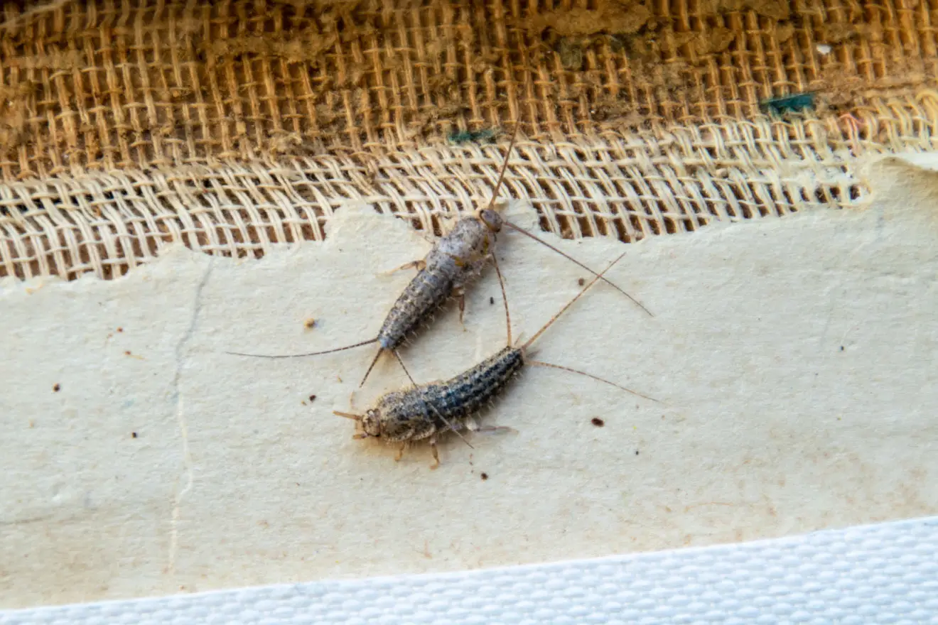 Attenzione ai pesciolini d'argento in casa: ecco il significato Attenzione ai pesciolini d'argento in casa: ecco il significato