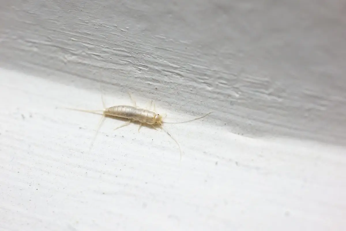 Attenzione ai pesciolini d'argento in casa: ecco il significato Attenzione ai pesciolini d'argento in casa: ecco il significato