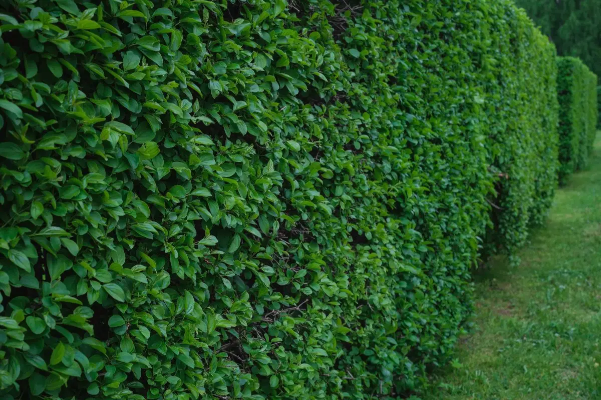 Attenzione, ecco cosa non devi mai mettere in giardino Attenzione, ecco cosa non devi mai mettere in giardino
