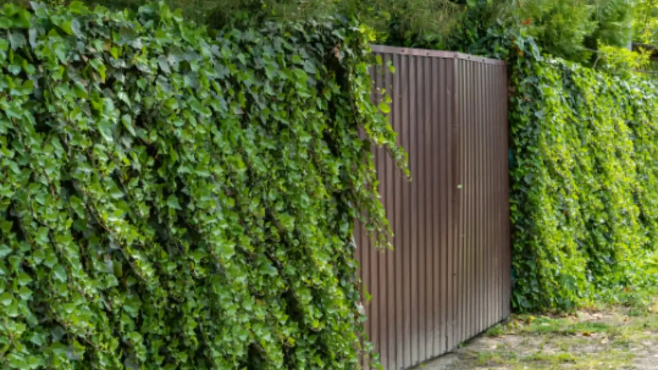 Attenzione, ecco cosa non devi mai mettere in giardino Attenzione, ecco cosa non devi mai mettere in giardino