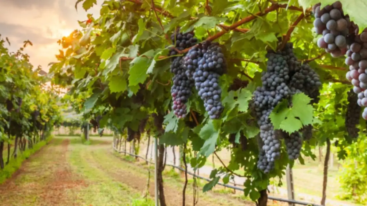 Quando raccogliere l'uva? Ecco il periodo perfetto Quando raccogliere l'uva? Ecco il periodo perfetto