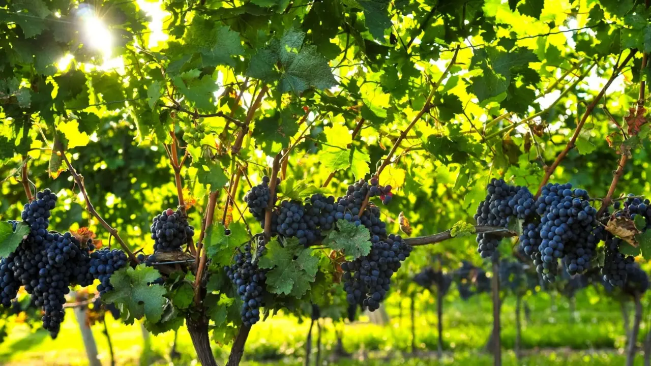 Quando raccogliere l'uva? Ecco il periodo perfetto Quando raccogliere l'uva? Ecco il periodo perfetto