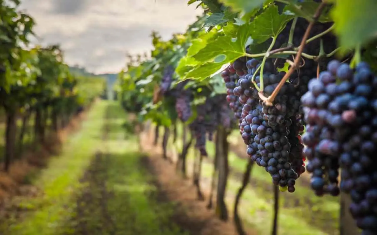 Quando raccogliere l'uva? Ecco il periodo perfetto Quando raccogliere l'uva? Ecco il periodo perfetto