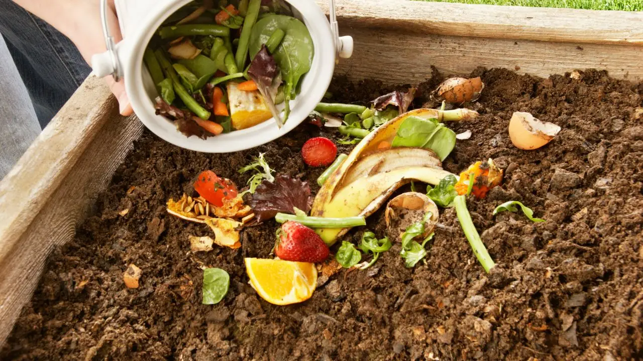 Compostaggio domestico: ecco come farlo anche in appartamento Compostaggio domestico: ecco come farlo anche in appartamento