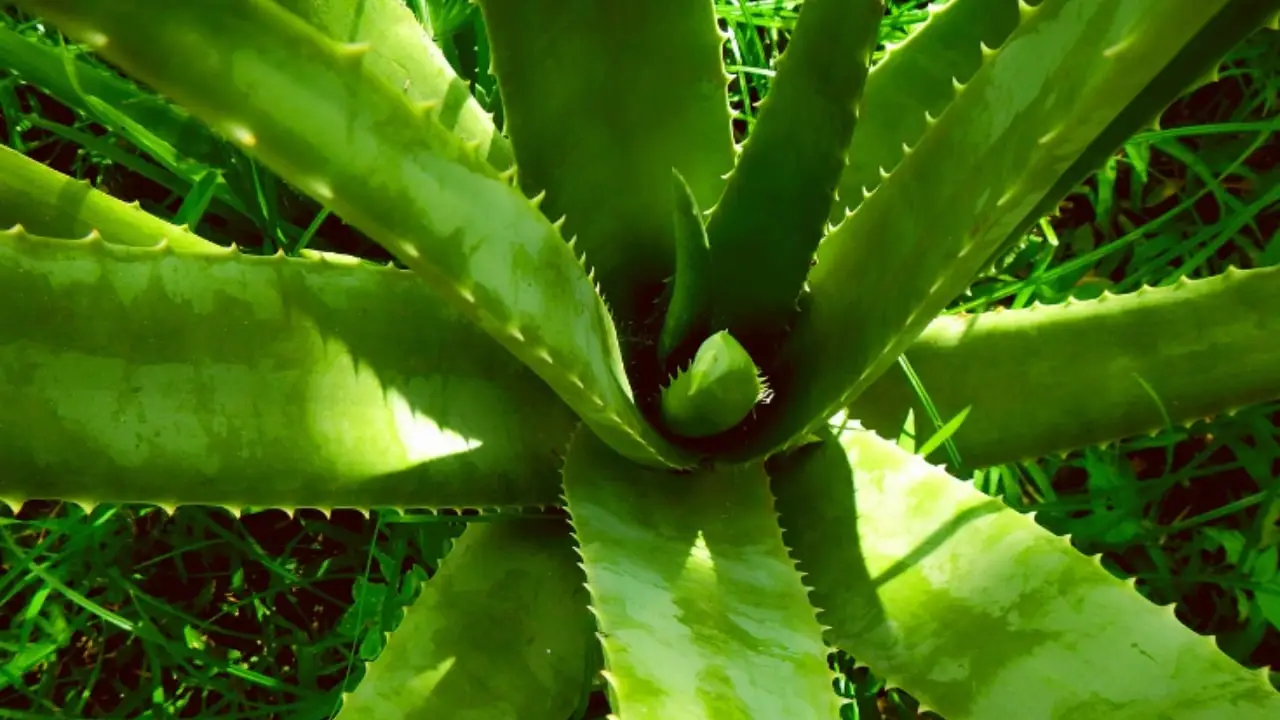 Bere aloe vera: ecco i benefici che pochi conoscono Bere aloe vera: ecco i benefici che pochi conoscono