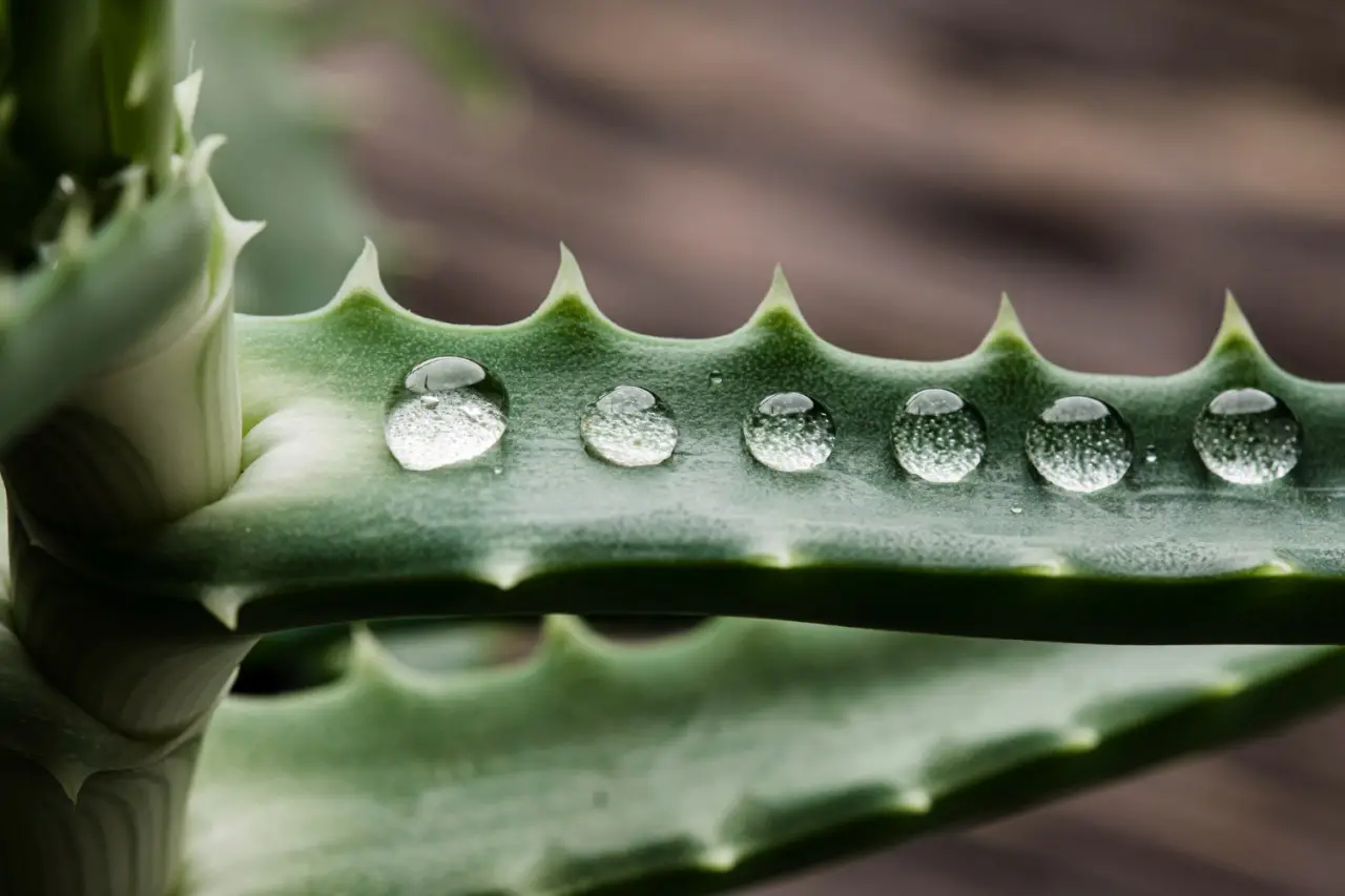Bere aloe vera: ecco i benefici che pochi conoscono Bere aloe vera: ecco i benefici che pochi conoscono