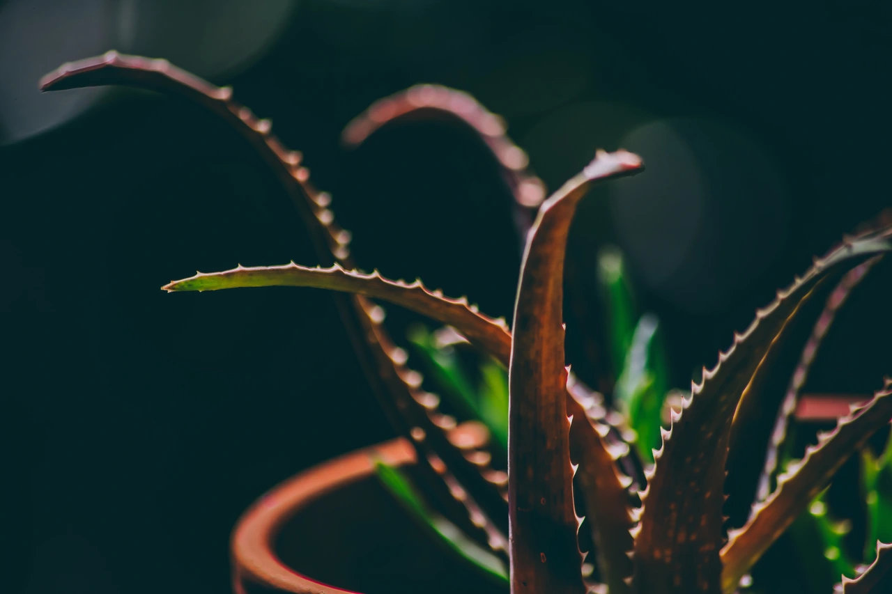 Bere aloe vera: ecco i benefici che pochi conoscono Bere aloe vera: ecco i benefici che pochi conoscono