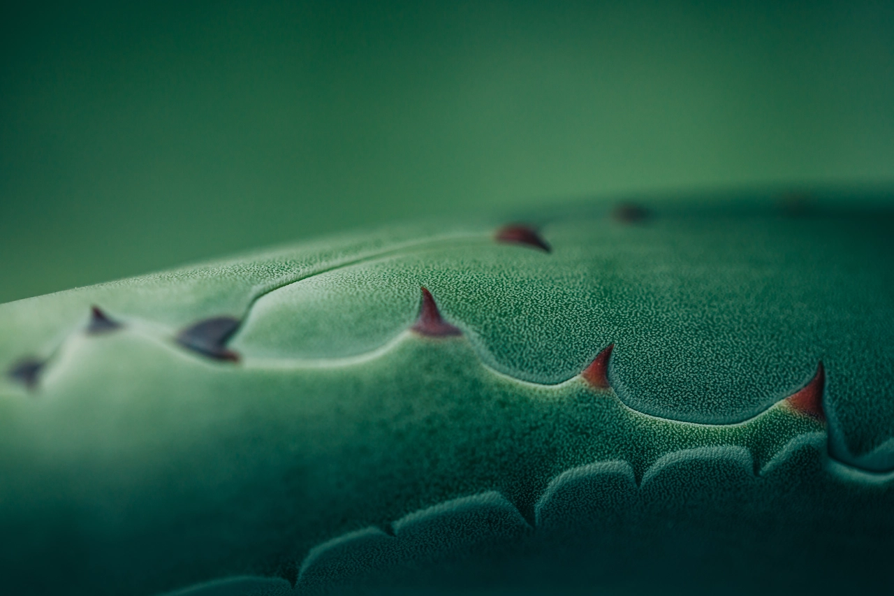 Bere aloe vera: ecco i benefici che pochi conoscono Bere aloe vera: ecco i benefici che pochi conoscono
