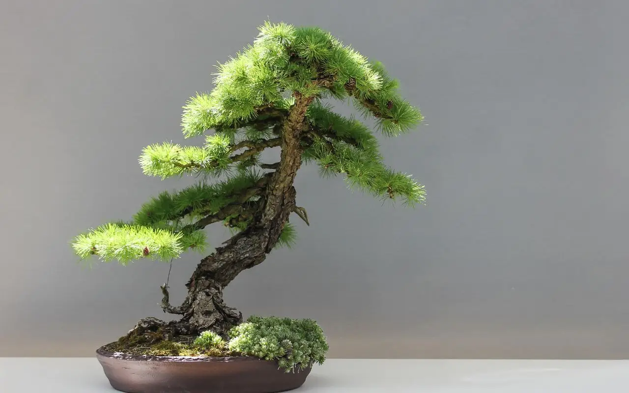 Bonsai da interno: le specie più facili per chi inizia ora Bonsai da interno: le specie più facili per chi inizia ora