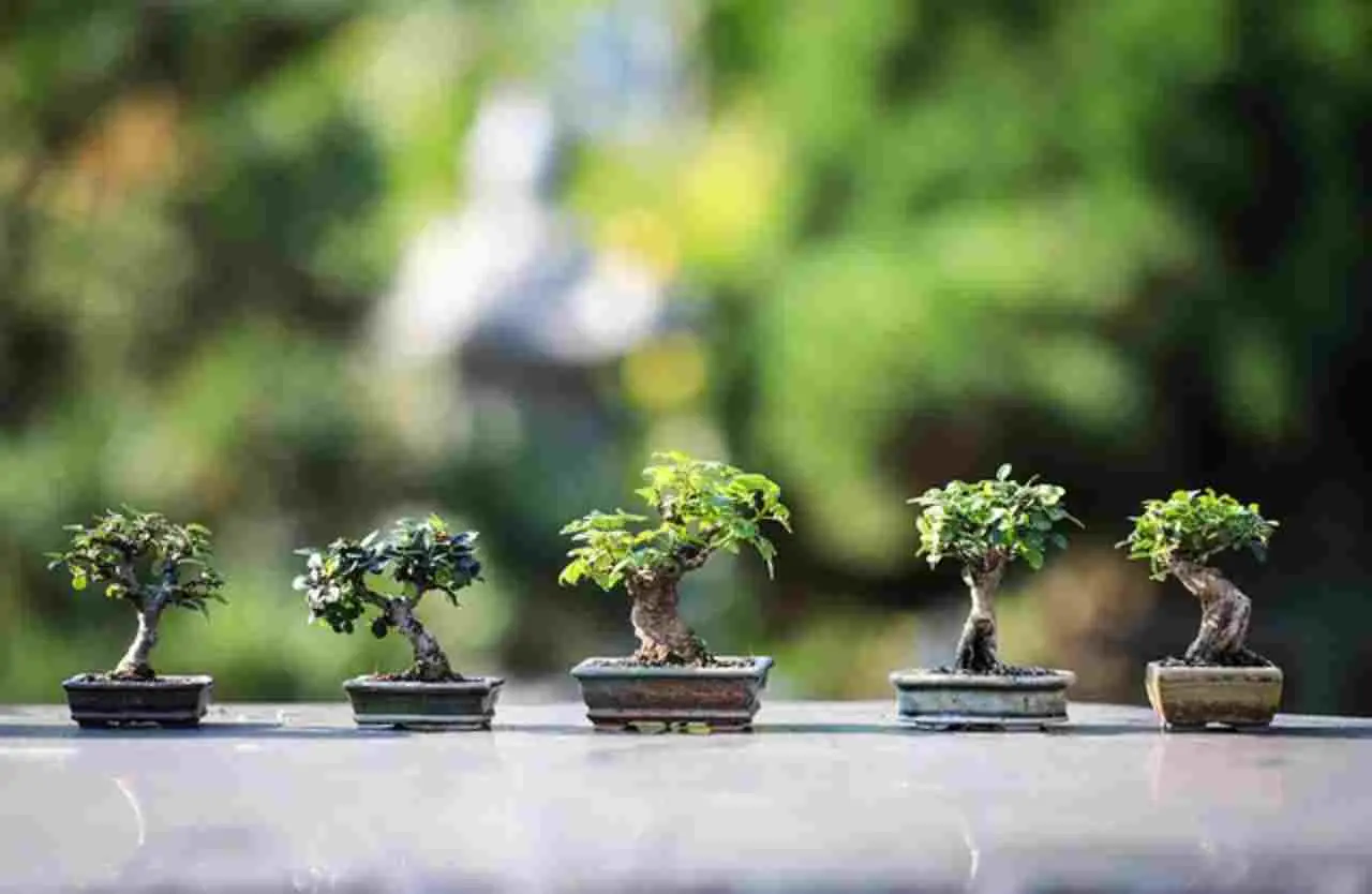 Bonsai da interno: le specie più facili per chi inizia ora Bonsai da interno: le specie più facili per chi inizia ora