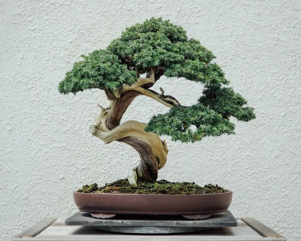 Bonsai da interno: le specie più facili per chi inizia ora Bonsai da interno: le specie più facili per chi inizia ora