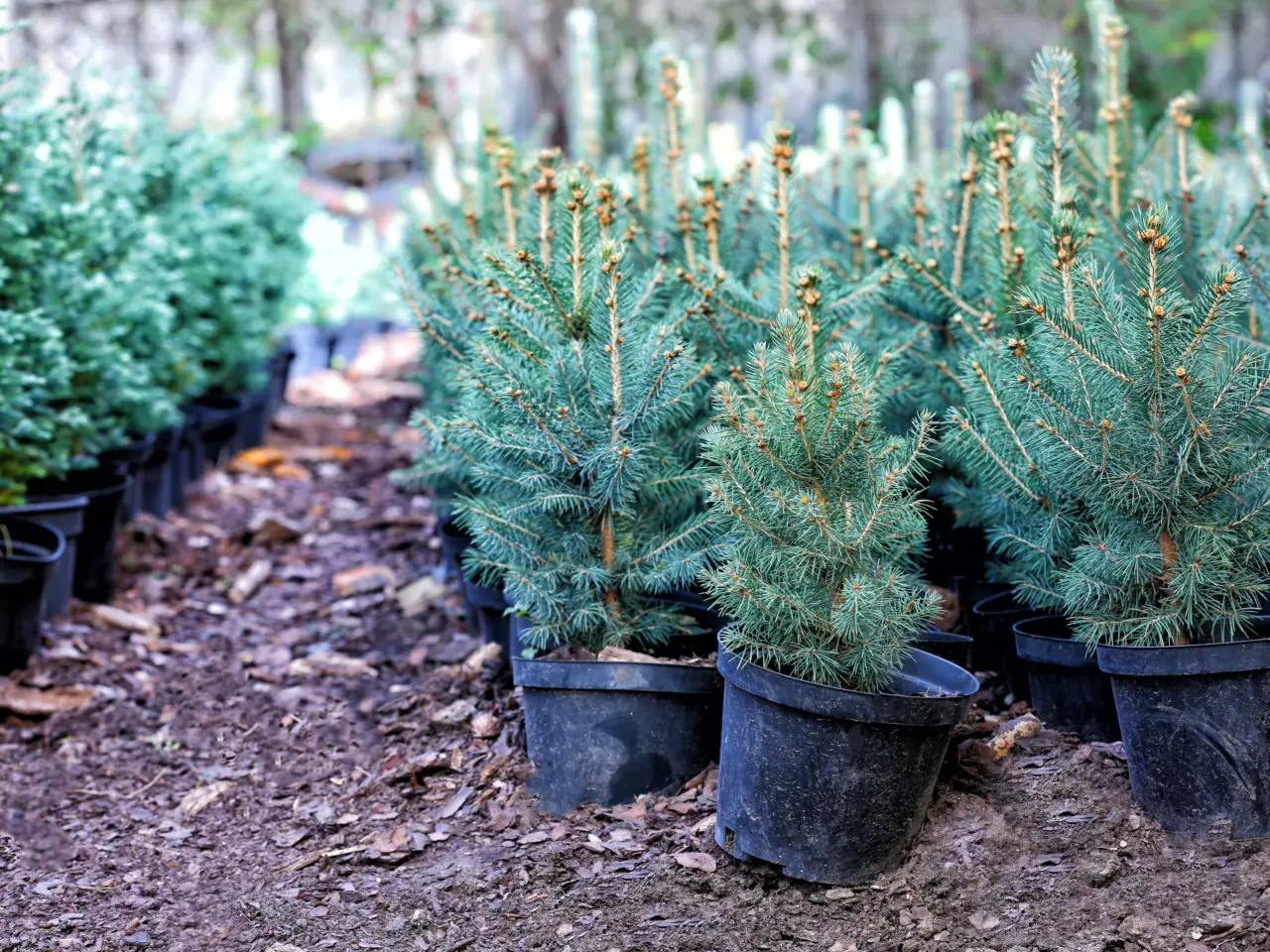 Alberi da piantare in giardino senza autorizzazioni: la lista completa Alberi da piantare in giardino senza autorizzazioni: la lista completa