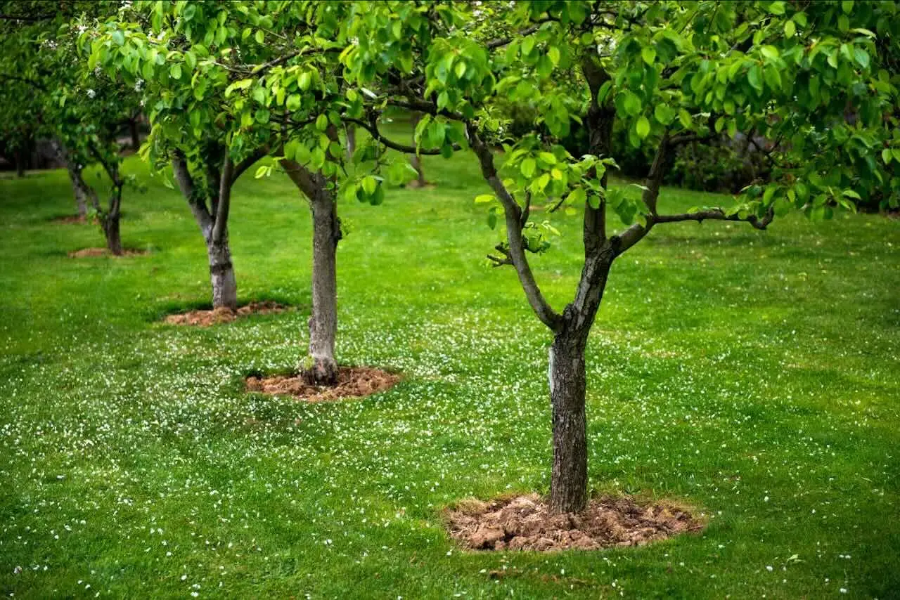 Alberi da piantare in giardino senza autorizzazioni: la lista completa Alberi da piantare in giardino senza autorizzazioni: la lista completa