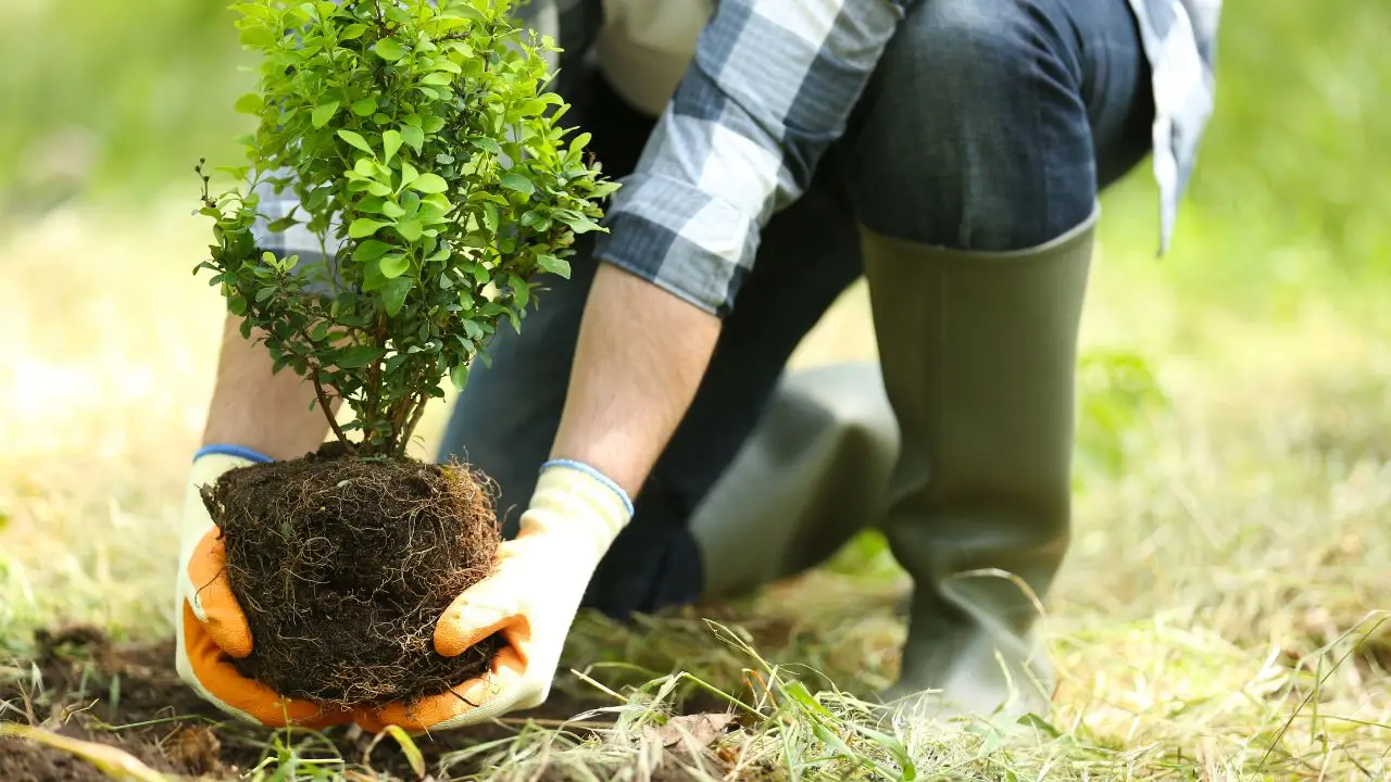 Alberi da piantare in giardino senza autorizzazioni: la lista completa Alberi da piantare in giardino senza autorizzazioni: la lista completa