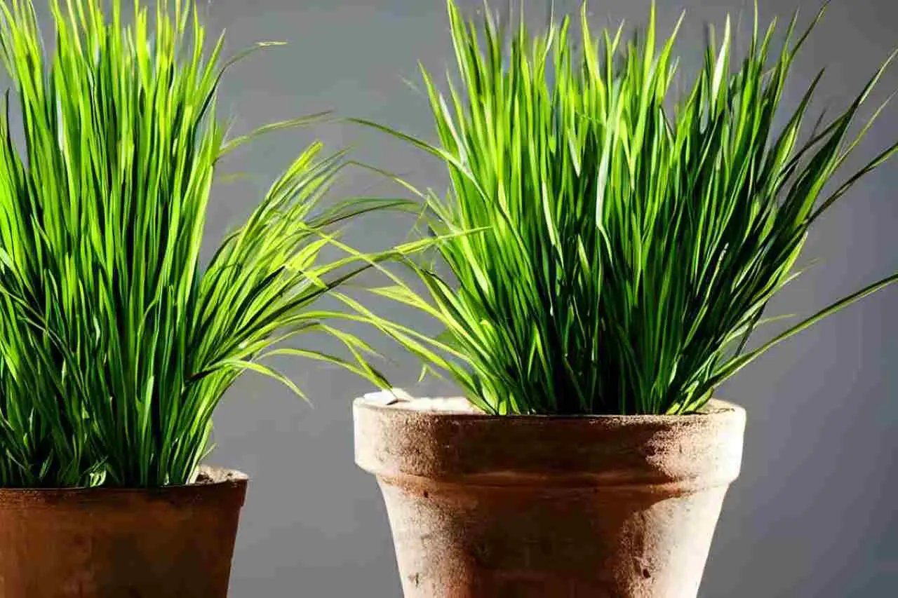 La pianta che tiene lontane le zanzare e cresce anche in vaso: perfetta per il balcone La pianta che tiene lontane le zanzare e cresce anche in vaso: perfetta per il balcone