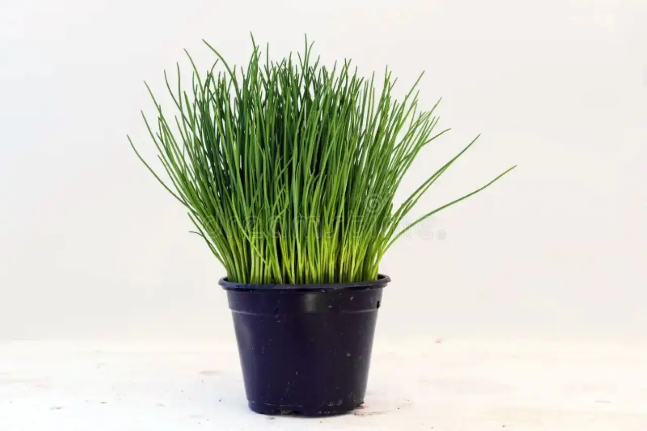 La pianta che tiene lontane le zanzare e cresce anche in vaso: perfetta per il balcone La pianta che tiene lontane le zanzare e cresce anche in vaso: perfetta per il balcone