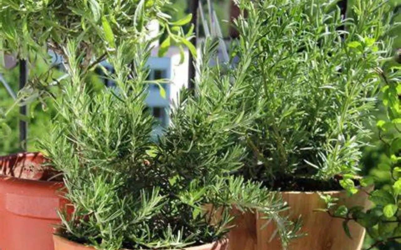 La pianta che tiene lontane le zanzare e cresce anche in vaso: perfetta per il balcone La pianta che tiene lontane le zanzare e cresce anche in vaso: perfetta per il balcone