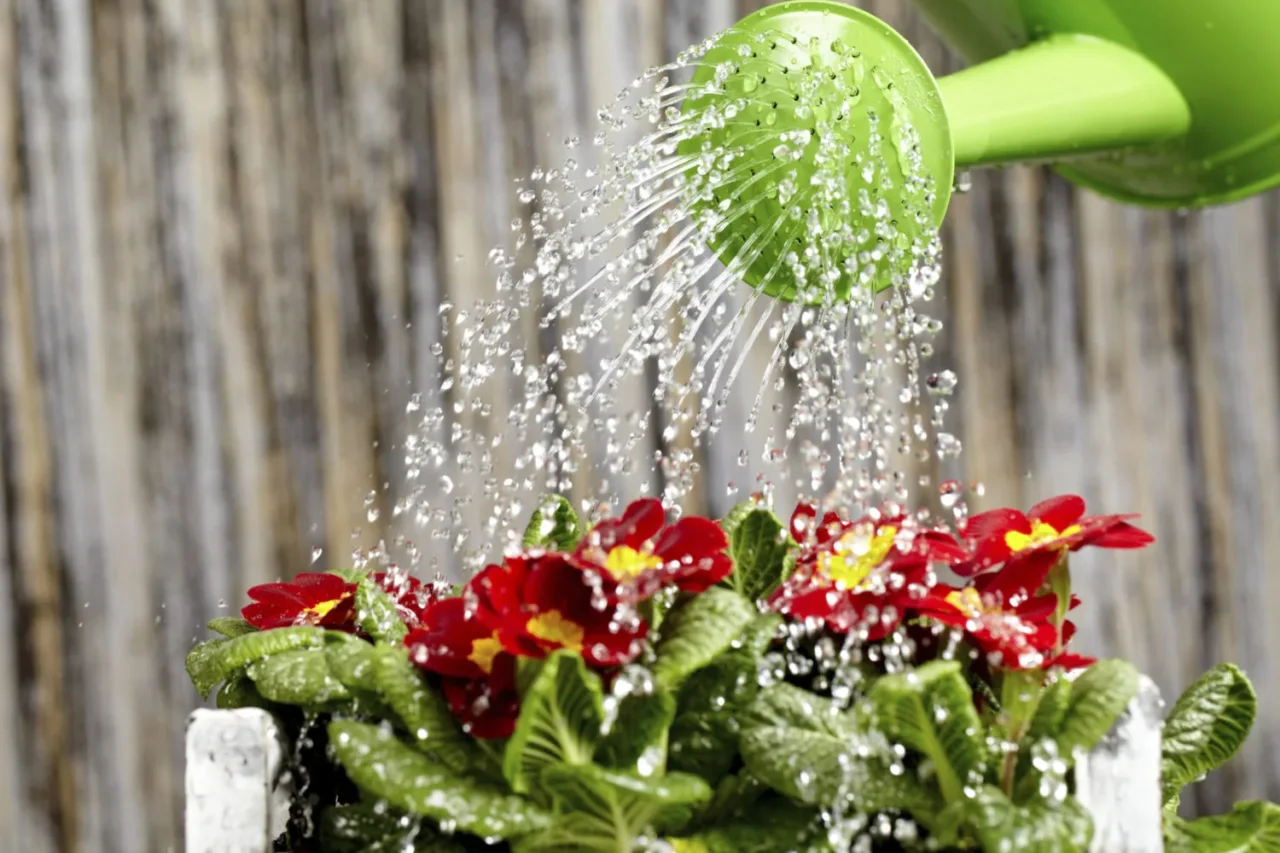 Come concimare le piante da fiore con l’acqua di cottura: ecco quali rispondono meglio Come concimare le piante da fiore con l’acqua di cottura: ecco quali rispondono meglio