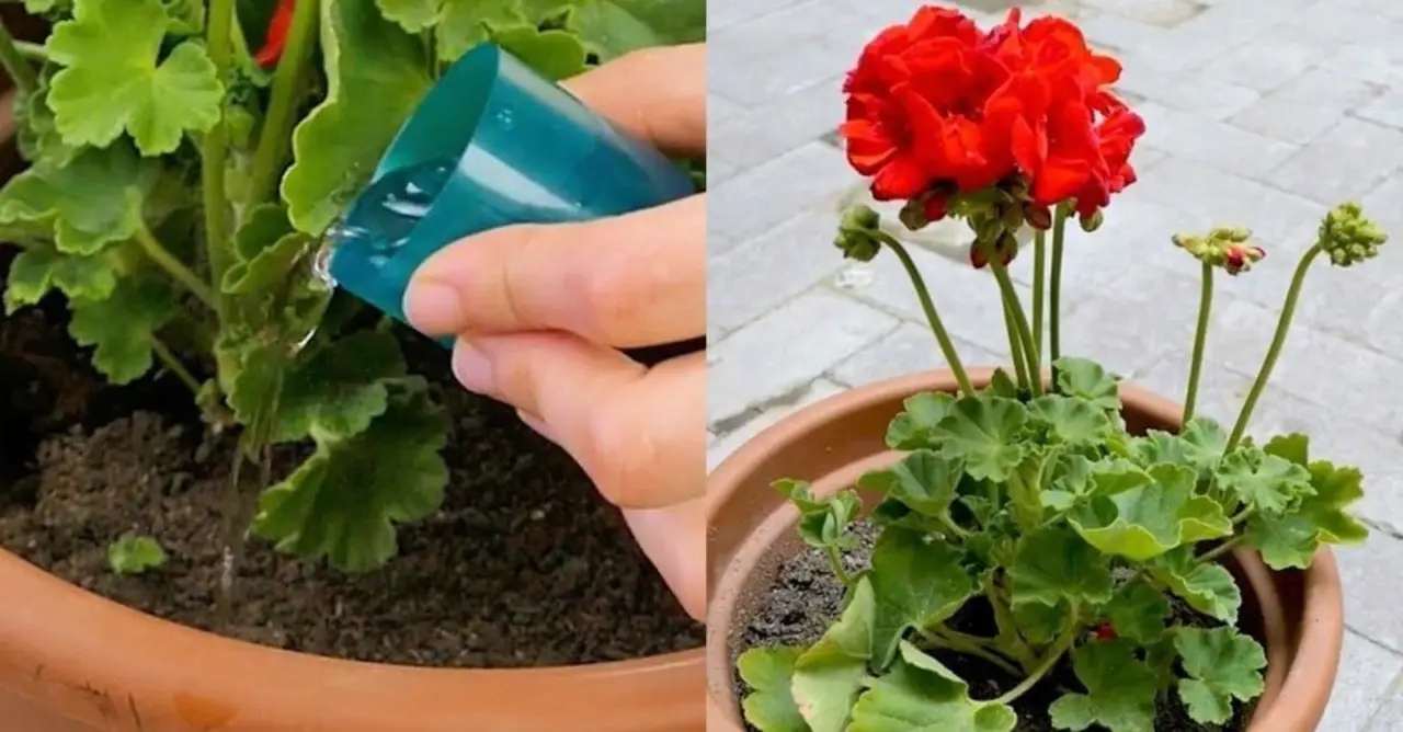 Come concimare le piante da fiore con l’acqua di cottura: ecco quali rispondono meglio Come concimare le piante da fiore con l’acqua di cottura: ecco quali rispondono meglio