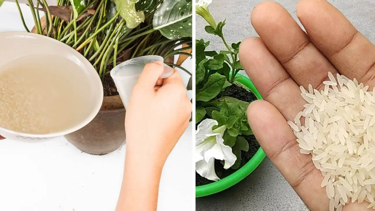 Come concimare le piante da fiore con l’acqua di cottura: ecco quali rispondono meglio Come concimare le piante da fiore con l’acqua di cottura: ecco quali rispondono meglio