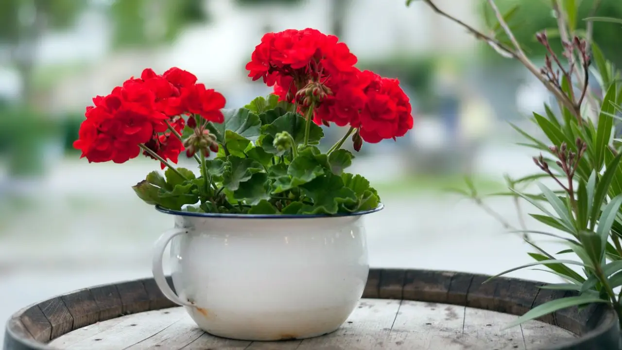 Come concimare le piante da fiore con l’acqua di cottura: ecco quali rispondono meglio Come concimare le piante da fiore con l’acqua di cottura: ecco quali rispondono meglio