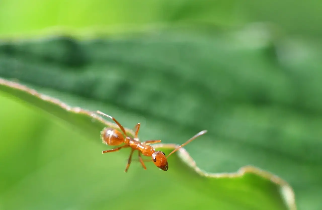 Il rimedio naturale contro le formiche in giardino: lo usano anche nei parchi pubblici Il rimedio naturale contro le formiche in giardino: lo usano anche nei parchi pubblici