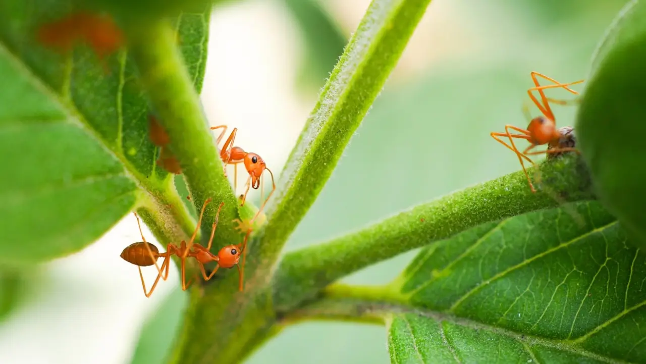 Il rimedio naturale contro le formiche in giardino: lo usano anche nei parchi pubblici Il rimedio naturale contro le formiche in giardino: lo usano anche nei parchi pubblici