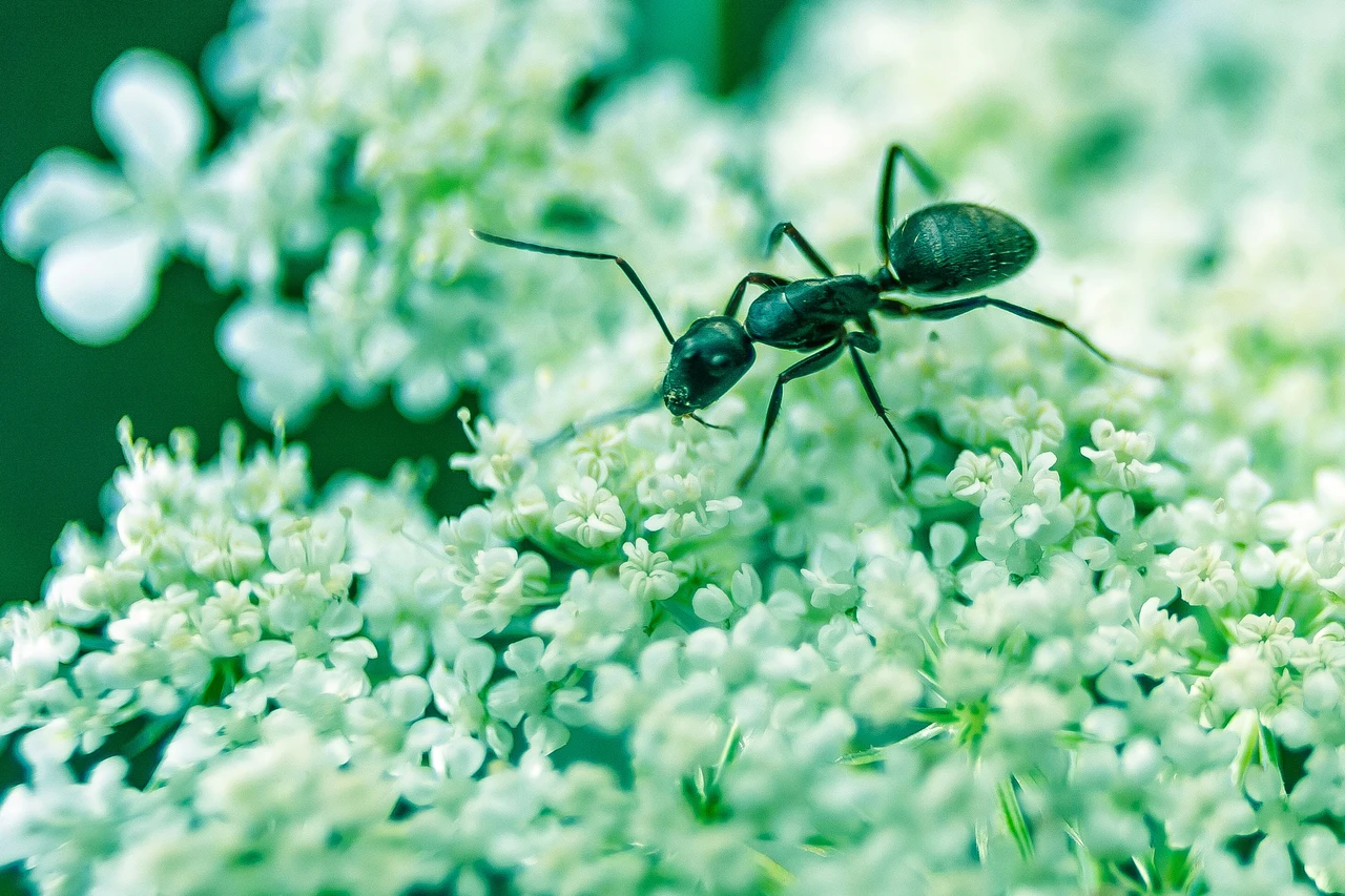 Il rimedio naturale contro le formiche in giardino: lo usano anche nei parchi pubblici Il rimedio naturale contro le formiche in giardino: lo usano anche nei parchi pubblici