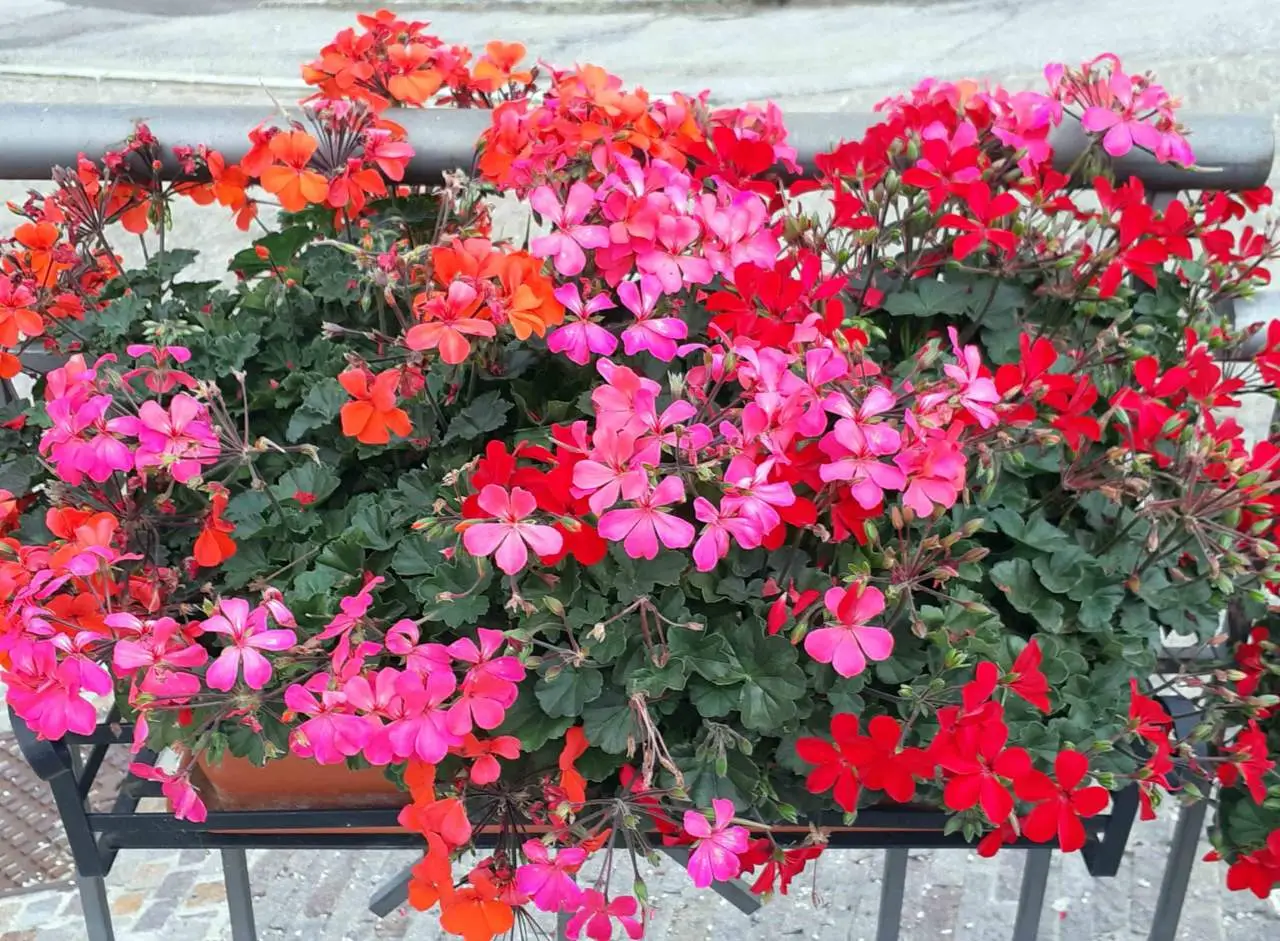 La pianta che allontana le zanzare e cresce in ogni balcone La pianta che allontana le zanzare e cresce in ogni balcone