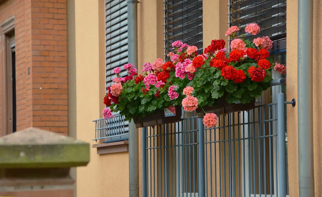 La pianta che allontana le zanzare e cresce in ogni balcone La pianta che allontana le zanzare e cresce in ogni balcone