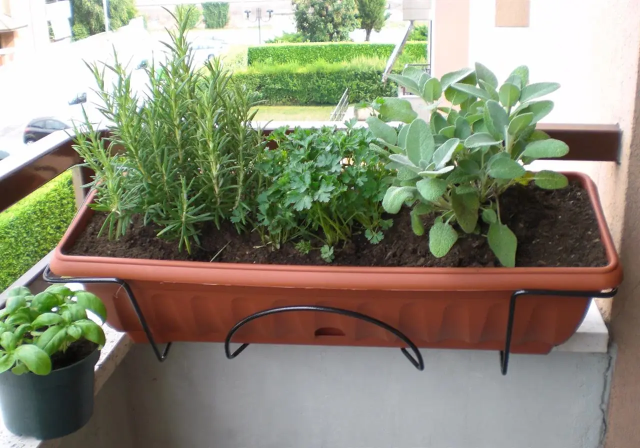 La pianta che allontana le zanzare e cresce in ogni balcone La pianta che allontana le zanzare e cresce in ogni balcone