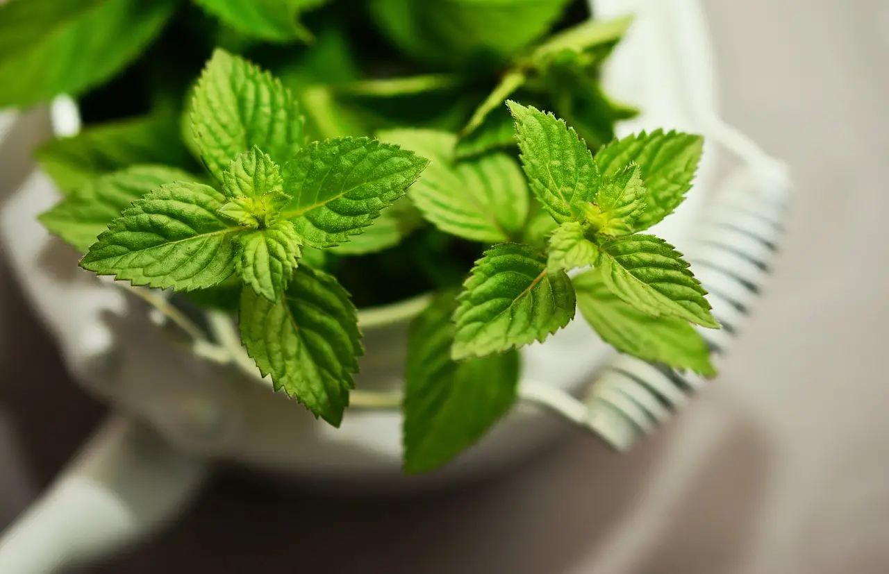 Come coltivare menta in vaso e non farla mai seccare Come coltivare menta in vaso e non farla mai seccare