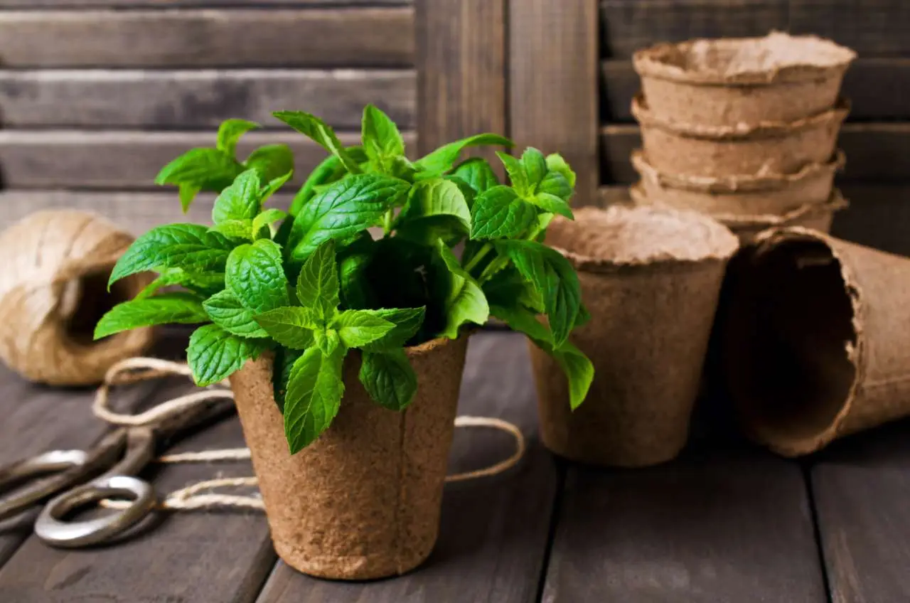 Come coltivare menta in vaso e non farla mai seccare Come coltivare menta in vaso e non farla mai seccare