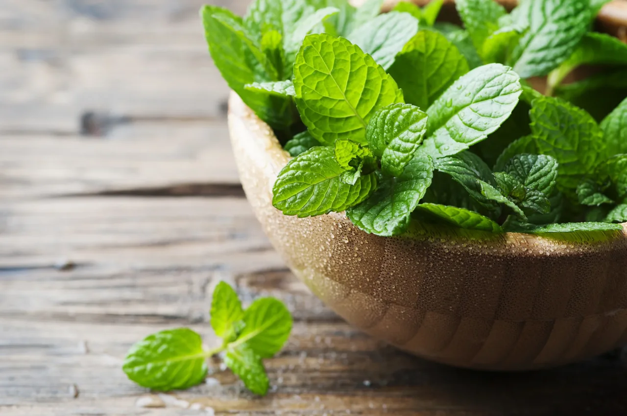 Come coltivare menta in vaso e non farla mai seccare Come coltivare menta in vaso e non farla mai seccare