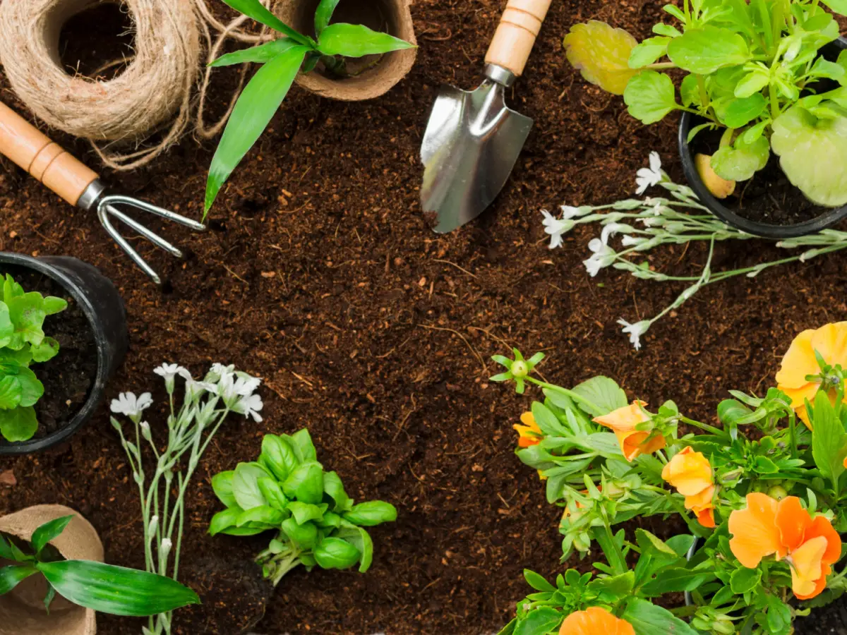 Come usare i fondi di caffè nel giardino: i benefici nascosti Come usare i fondi di caffè nel giardino: i benefici nascosti